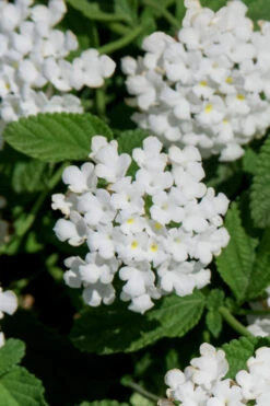 Trailing White Lantana - 1 Gallon Pot -Wilson Bros Garden lantana trailing white 8
