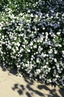Trailing White Lantana - 5 Pack Of Pint Pots -Wilson Bros Garden lantana trailing white 9 1