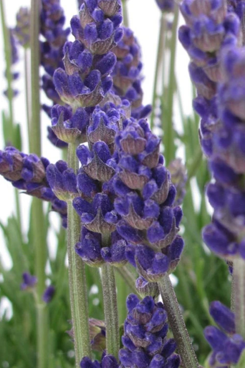 Annet English Lavender - 1 Gallon Pot 6 Annet English Lavender - 1 Gallon Pot - Image 4