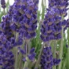 Annet English Lavender - 1 Gallon Pot -Wilson Bros Garden lavandula angustifolia annet english lavender 3
