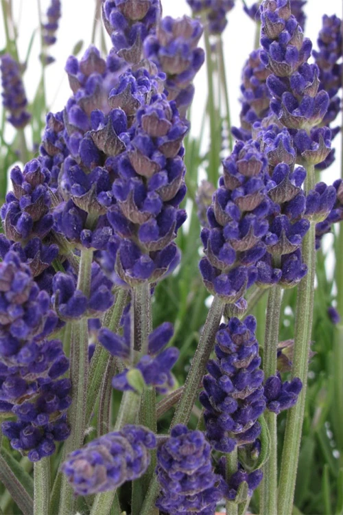 Annet English Lavender - 1 Gallon Pot 3 Annet English Lavender - 1 Gallon Pot