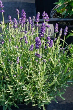 Annet English Lavender - 1 Gallon Pot 11 Annet English Lavender - 1 Gallon Pot -Wilson Bros Garden lavandula angustifolia annet english lavender 4