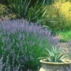 Provence French Lavender - 5 Pack Of Quart Pots 2 Provence French Lavender - 5 Pack Of Quart Pots -Wilson Bros Garden lavandula20intermedia provencer french lavender 102
