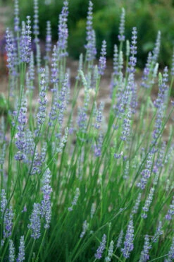 Provence French Lavender - 5 Pack Of Quart Pots -Wilson Bros Garden lavandula20intermedia provencer french lavender 103