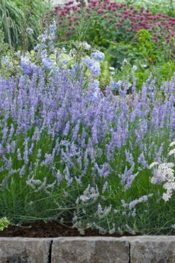 Provence French Lavender - 5 Pack Of Quart Pots -Wilson Bros Garden lavandula20intermedia provencer french lavender 106