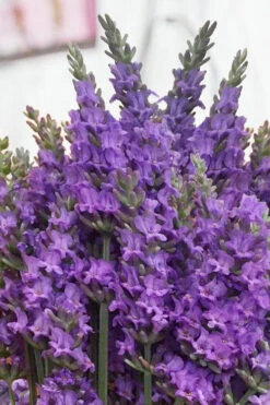 Sensational Lavender - 5 Pack Of Quart Pots -Wilson Bros Garden lavender intermedia sensational 2