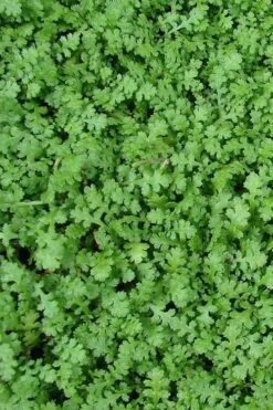Miniature Brass Buttons Fairy Fern (Leptinella Gruveri) - 6 Pack Of Pint Pots -Wilson Bros Garden leptinella gruveri miniature brass buttons fairy fern 3 1