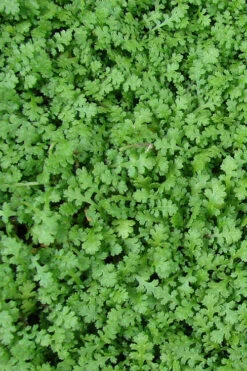 Miniature Brass Buttons Fairy Fern (Leptinella Gruveri) - 6 Pack Of Pint Pots -Wilson Bros Garden leptinella gruveri miniature brass buttons fairy fern 3