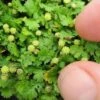Miniature Brass Buttons Fairy Fern (Leptinella Gruveri) - 6 Pack Of Pint Pots -Wilson Bros Garden leptinella gruveri miniature brass buttons fairy fern 4 1
