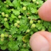 Miniature Brass Buttons Fairy Fern (Leptinella Gruveri) - 6 Pack Of Pint Pots -Wilson Bros Garden leptinella gruveri miniature brass buttons fairy fern 4
