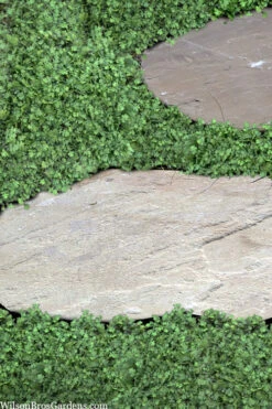 Miniature Brass Buttons Fairy Fern (Leptinella Gruveri) - 6 Pack Of Pint Pots -Wilson Bros Garden leptinella gruveri miniature brass buttons fairy fern 6