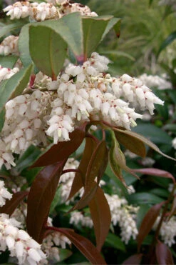 Coast Leucothoe (Fetter Bush) - 1 Gallon Pot -Wilson Bros Garden leucothoe axillaris coastal doghobble 2