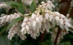 Coast Leucothoe (Fetter Bush) - 1 Gallon Pot -Wilson Bros Garden leucothoe axillaris coastal doghobble 3