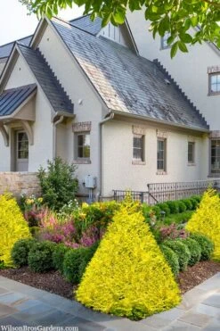 Sunshine Ligustrum - 6 Pack Of 1 Gallon Pots -Wilson Bros Garden ligustrum sunshine 102