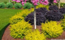 Sunshine Ligustrum - 1 Gallon Pot 14 Sunshine Ligustrum - 1 Gallon Pot -Wilson Bros Garden ligustrum sunshine 105 4