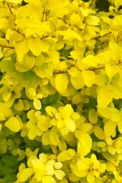 Sunshine Ligustrum - 2 Gallon Pot 16 Sunshine Ligustrum - 2 Gallon Pot -Wilson Bros Garden ligustrum sunshine 108 1