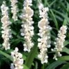 Monroe's White Liriope (Lilyturf) - 1 Gallon Pot 2 Monroe's White Liriope (Lilyturf) - 1 Gallon Pot -Wilson Bros Garden liriope muscari monroes white lily turf 20