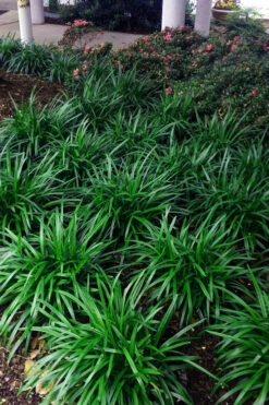 Royal Purple Liriope - Lilyturf - 18 Count Flats Of Pint Pots -Wilson Bros Garden liriope muscari royal purple 23 5
