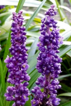 Royal Purple Liriope (Lilyturf) - 1 Gallon Pot -Wilson Bros Garden liriope muscari royal purple lilyturf 103
