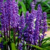 Royal Purple Liriope (Lilyturf) - 6 Pack Of 1 Gallon Pots 2 Royal Purple Liriope (Lilyturf) - 6 Pack Of 1 Gallon Pots -Wilson Bros Garden liriope muscari royal purple lilyturf 105 1
