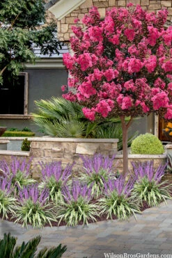 Variegated Liriope - Monkey Grass / Lilyturf - 10 Pack Of Pint Pots -Wilson Bros Garden liriope muscari variegata variegated liriope lilyturf 2 2