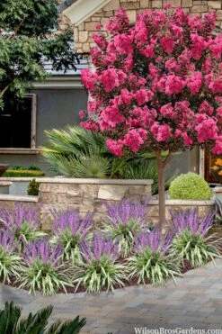 Variegated Liriope - Monkey Grass / Lilyturf - 6 Pack Of Pint Pots -Wilson Bros Garden liriope muscari variegata variegated liriope lilyturf 2 7