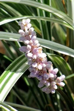 Silver Dragon Liriope - Lilyturf - 6 Pack Of Pint Pots -Wilson Bros Garden liriope spicata silver dragon lilyturf 102