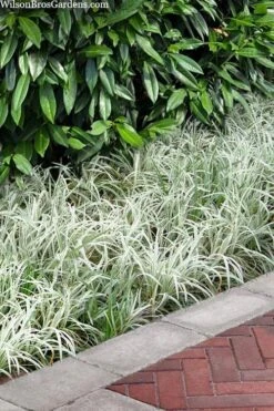 Silver Dragon Liriope - Lilyturf - 6 Pack Of Pint Pots -Wilson Bros Garden liriope spicata silver dragon lilyturf 106