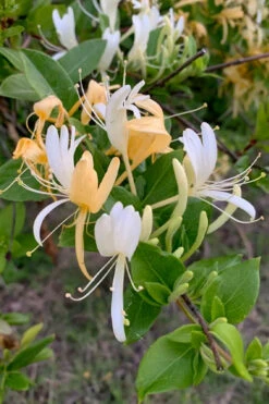 Hall's Hardy Honeysuckle Vine (Lonicera Japonica 'Halliana') - 3 Gallon Pot -Wilson Bros Garden lonicera japonica halliana halls hardy honeysuckle 1