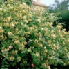 Hall's Hardy Honeysuckle Vine (Lonicera Japonica 'Halliana') - 3 Gallon Pot