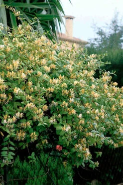 Hall's Hardy Honeysuckle Vine (Lonicera Japonica 'Halliana') - 3 Gallon Pot