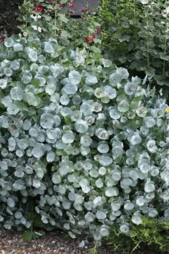 Kintzley's Ghost Honeysuckle Vine - 3 Gallon Pot