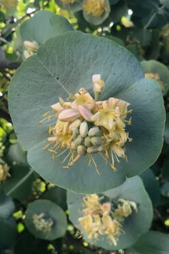 Kintzley's Ghost Honeysuckle Vine - 3 Gallon Pot -Wilson Bros Garden lonicera kintzleys ghost honeysuckle vine 2