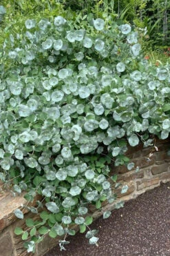 Kintzley's Ghost Honeysuckle Vine - 3 Gallon Pot -Wilson Bros Garden lonicera kintzleys ghost honeysuckle vine 6