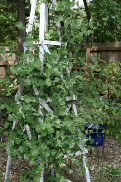 Kintzley's Ghost Honeysuckle Vine - 3 Gallon Pot -Wilson Bros Garden lonicera kintzleys ghost honeysuckle vine 7