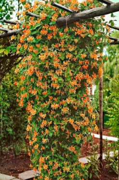 Mandarin Orange Honeysuckle Vine - 2.5 Gallon Pot -Wilson Bros Garden lonicera mandarin orange honeysuckle vine 10 1