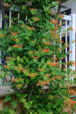 Mandarin Orange Honeysuckle Vine - 6 Pack Of 1 Gallon Pots -Wilson Bros Garden lonicera mandarin orange honeysuckle vine 20