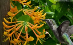 Mandarin Orange Honeysuckle Vine - 6 Pack Of 1 Gallon Pots -Wilson Bros Garden lonicera mandarin orange honeysuckle vine 23