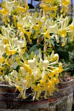 Scentsation Fragrant Yellow Honeysuckle - Lonicera Periclymenum - 3 Gallon Pot -Wilson Bros Garden lonicera scentsation fragrant yellow honeysuckle 101