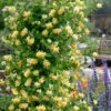 Scentsation Fragrant Yellow Honeysuckle - Lonicera Periclymenum - 3 Gallon Pot -Wilson Bros Garden lonicera scentsation fragrant yellow honeysuckle 103