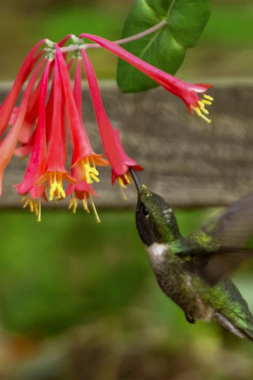 Honey Coral Red Trumpet Honeysuckle - 2.5 Quart Pot 6 Honey Coral Red Trumpet Honeysuckle - 2.5 Quart Pot - Image 4