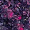 Purple Daydream Dwarf Loropetalum - 1 Gallon Pot -Wilson Bros Garden loropetalum purple daydream 21 1