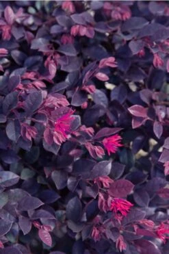 Purple Daydream Dwarf Loropetalum - 3 Gallon Pot -Wilson Bros Garden loropetalum purple daydream 21 2