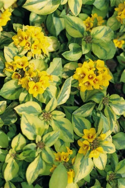 Waikiki Sunset Lysimachia - 5 Pack Of Quart Pots 13 Waikiki Sunset Lysimachia - 5 Pack Of Quart Pots -Wilson Bros Garden lysimachia