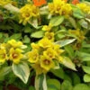 Waikiki Sunset Lysimachia - 5 Pack Of Quart Pots -Wilson Bros Garden lysimachia waikiki sunset 4