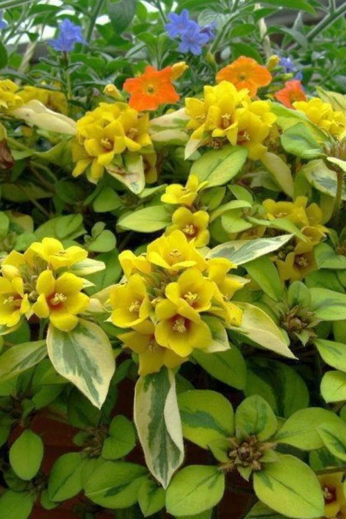 Waikiki Sunset Lysimachia - 5 Pack Of Quart Pots 3 Waikiki Sunset Lysimachia - 5 Pack Of Quart Pots