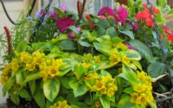 Waikiki Sunset Lysimachia - 5 Pack Of Quart Pots 14 Waikiki Sunset Lysimachia - 5 Pack Of Quart Pots -Wilson Bros Garden lysimachia waikiki sunset 5