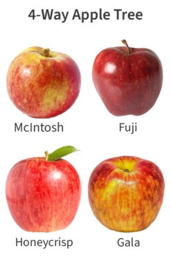 4-in-1 Apple Tree - 7 Gallon Pot 5-6’