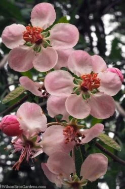 Southern Crabapple (Malus Angustifolia) - 3 Gallon Pot -Wilson Bros Garden malus angustifolia southern crabapple tree flowers 2 2