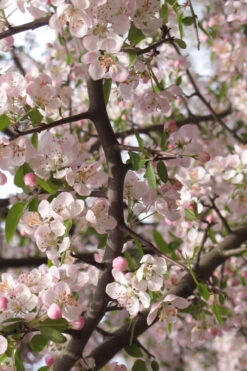 Southern Crabapple (Malus Angustifolia) - 1 Gallon Pot -Wilson Bros Garden malus angustifolia southern crabapple tree flowers 4 1